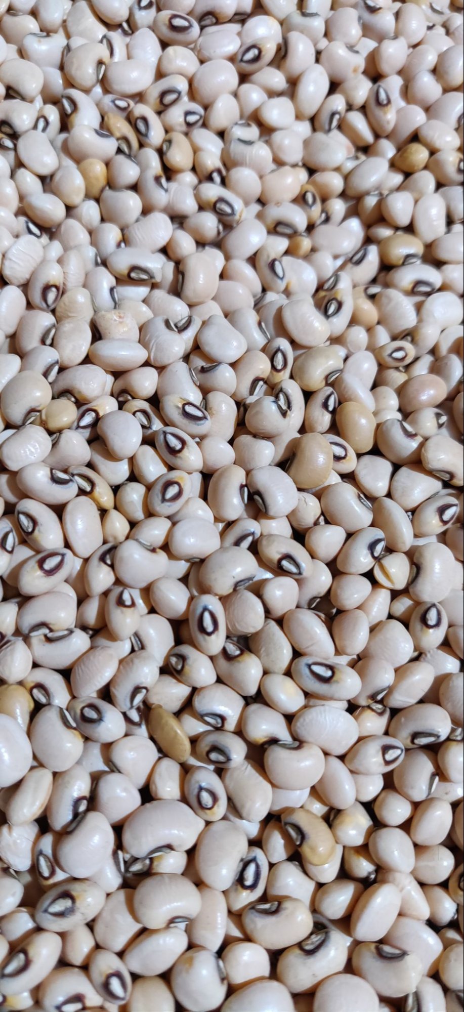 Kidney Beans White
